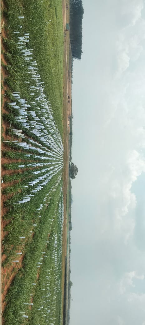 2.Preparing sample seeds without interaction of external atmosphere.jpeg